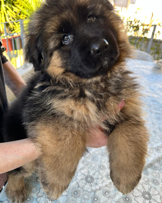 Cucciolo pastore tedesco pelo lungo