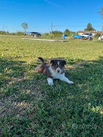 Border collie