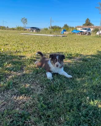 Border collie
