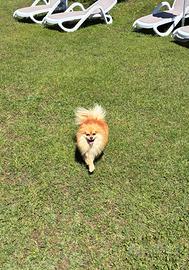 Spitz tedesco per accoppiamento