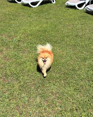 Spitz tedesco per accoppiamento