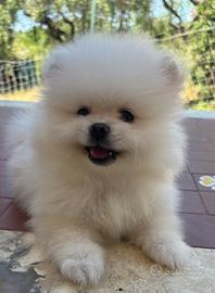 Spitz tedesco
