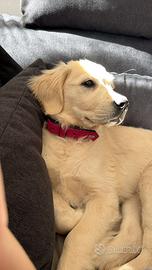 Golden retriver cucciola crema