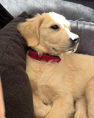 Golden retriver cucciola crema