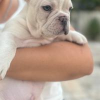 Bulldog francese
