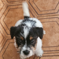 Jack russell terrier