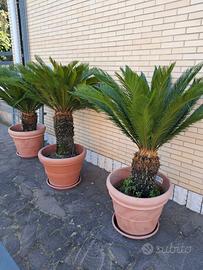 3 piante di Cycas revoluta