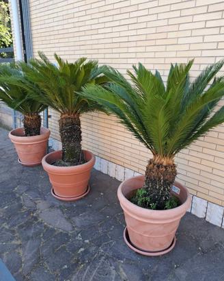 3 piante di Cycas revoluta
