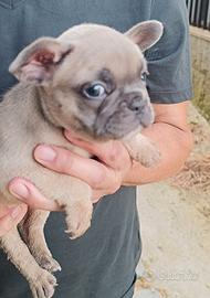 Bulldog francese blu fraw
