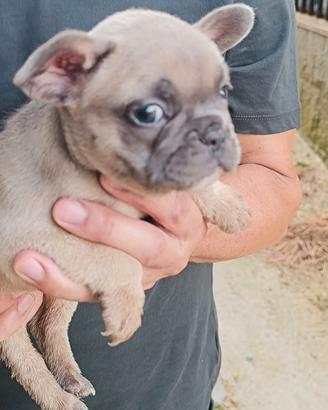 Bulldog francese blu fraw