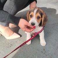 Beagle 2 mesi