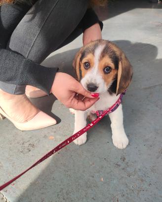 Beagle 2 mesi