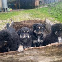 Incrocio Pastore maremmano lagorai