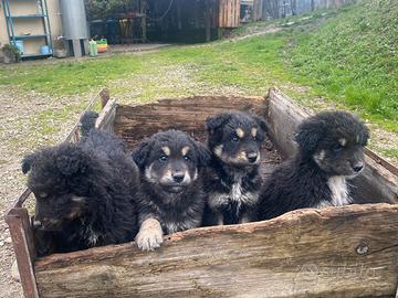 Incrocio Pastore maremmano lagorai