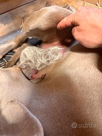 Weimaraner Super cucciolata nata il 15/12/2025