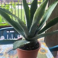 Pianta Agave blu