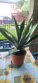 Pianta Agave blu