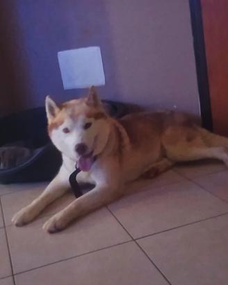 Siberian husky