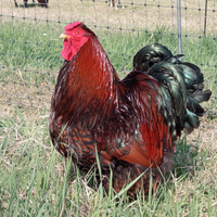 Gallo wyandotte