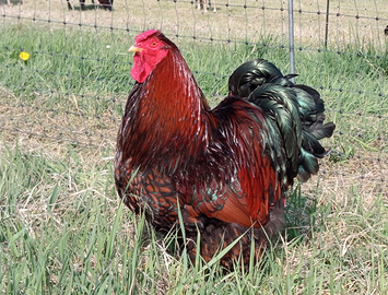 Gallo wyandotte