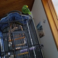 Amazzone fronte gialla con cites