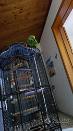 Amazzone fronte gialla con cites