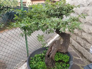 Quercia in vaso  lavorata a Bonsai 