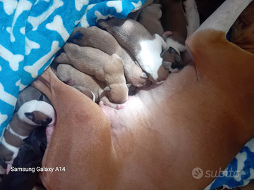 Splendida cucciolata di American Pitbull