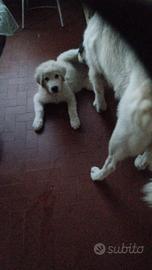cucciola maremmano-pirenei 2  mesi e mezzo