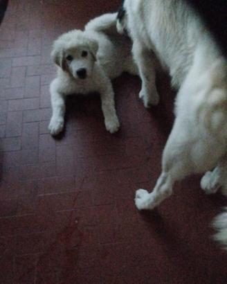 cucciola maremmano-pirenei 2  mesi e mezzo