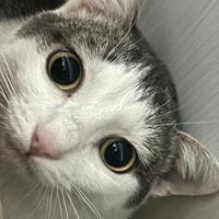 Gatta gatto gattino gattina maschio femmina