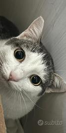 Gatta gatto gattino gattina maschio femmina