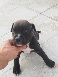 Pitbull