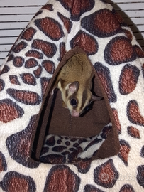 Petauri dello zucchero