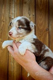 Border collie