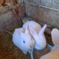 Cuccioli coniglio nano