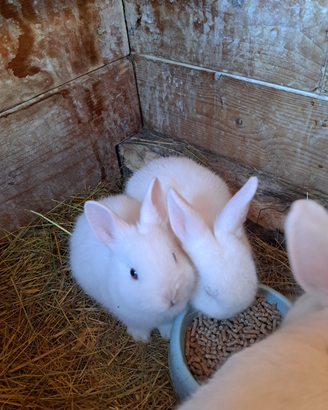 Cuccioli coniglio nano