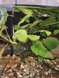 Piantina Anubias Berberi per acquario