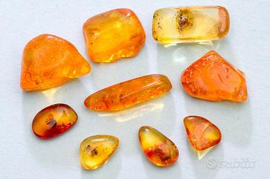Ambra baltica levigata con inclusioni XVI lotto