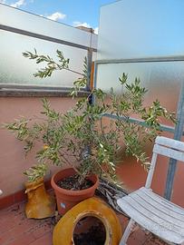Albero di ulivo / olivo