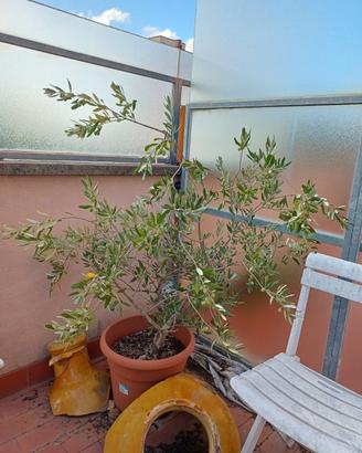 Albero di ulivo / olivo