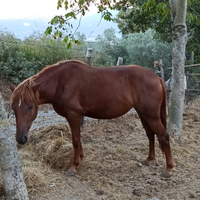 Cavalla