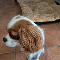 Cavalier king spaniel charles femmina
