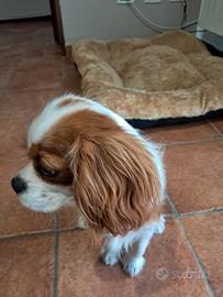 Cavalier king spaniel charles femmina
