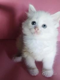 Dolce gattina bianca simil siberiano