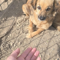 Adozione taglia piccola