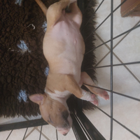 Cuccioli bull terrier miniatura