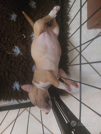 Cuccioli bull terrier miniatura