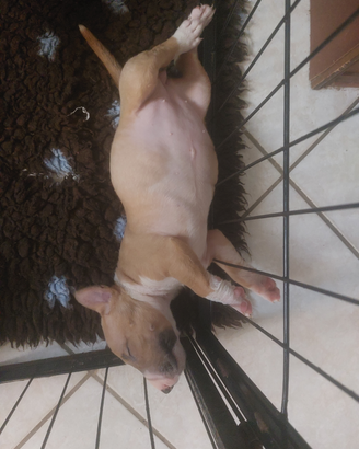 Cuccioli bull terrier miniatura