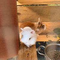 Conigli nani da compagnia